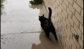 飼い主さんの制止を振り切って外に出た猫。しかし、すぐに後悔したのか戻ってきました!!【アメリカ・動画】