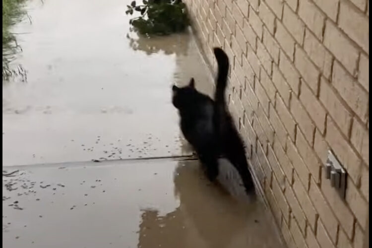 飼い主さんの制止を振り切って外に出た猫。しかし、すぐに後悔したのか戻ってきました！！【アメリカ・動画】
