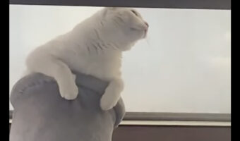 キャットタワーのてっぺんまでのぼり、天窓から外を見つめる猫。その視線の先にいたのはいったい・・?!?!