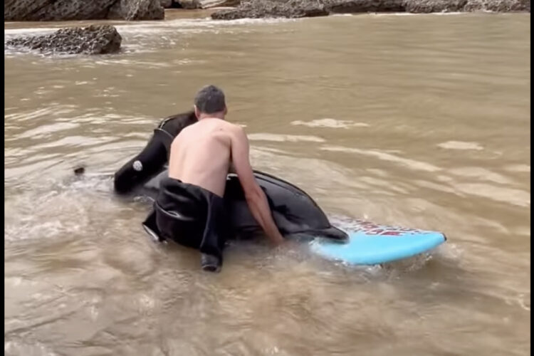 大変！イルカが座礁している！！発見したサーファーたちはすぐさま協力して救助活動を開始しました！！【海外・動画】