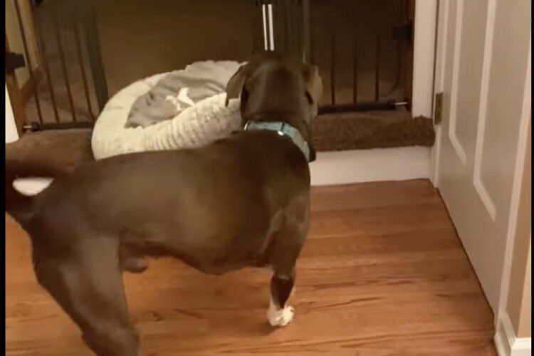 愛犬はどこへ行くにもお気に入りのベッドと一緒！「よいしょ、よいしょ」と階段をのぼって寝室まで移動します！【アメリカ・動画】