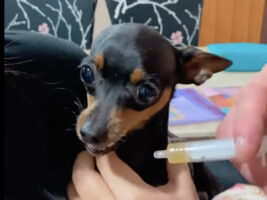 お薬を飲むのを嫌がるミニチュアピンシャー。牙をむき出しにする姿から強い拒絶の意思が伝わってきます・・！！