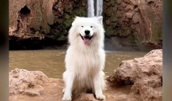 犬が高速で左右の耳を交互にパタパタ。目を輝かせて嬉しそうにしている笑顔が愛らしい!