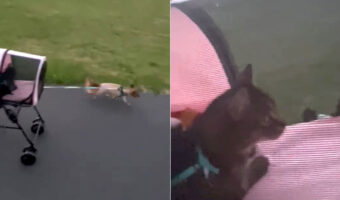 愛犬・愛猫とお散歩中。猫の乗ったカートを引っ張り進むのは・・なんと愛犬です!!