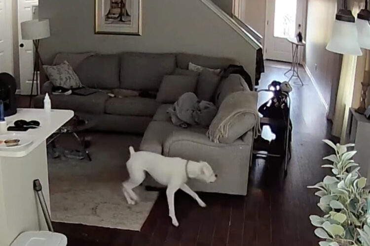 来客を出迎えようとした愛犬がまったく予想していなかった場所から登場！これにはくつろいでいた愛猫もビックリ！！【アメリカ・動画】