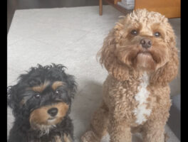 愛犬たちの仲良しっぷりが尊い！「君の親友はだあれ？」と尋ねたところ・・【アメリカ・動画】