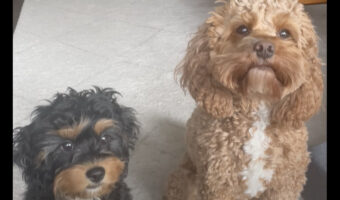 愛犬たちの仲良しっぷりが尊い!「君の親友はだあれ?」と尋ねたところ・・【アメリカ・動画】