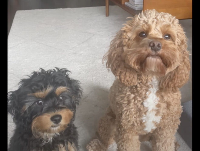 愛犬たちの仲良しっぷりが尊い！「君の親友はだあれ？」と尋ねたところ・・【アメリカ・動画】