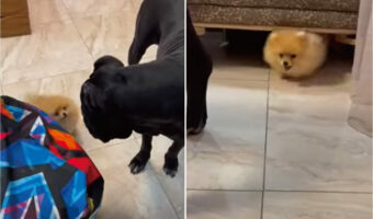 お家の中で子犬が大型犬とおいかけっこ!さすがに限られたスペースでは、逃げ回る子犬のほうが優勢みたい!!【海外・動画】