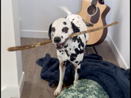 木の枝をくわえたダルメシアン。この子は飼い主さんの制止を振り切り外に向かいますが・・、外には出れませんでした！！いったい何故？？