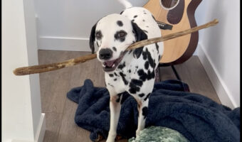 木の枝をくわえたダルメシアン。この子は飼い主さんの制止を振り切り外に向かいますが・・、外には出れませんでした!!いったい何故??