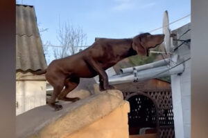 彫刻のように動かない犬。微動だにせず何をしているのかと思ったら・・、その視線の先に『ある生き物』が！！