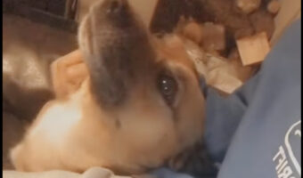 飼い主さんに抱っこしてもらうのが大好きな愛犬。頭をナデナデしてもらっている間は気持ちよさそうですが、その手が止まった瞬間・・
