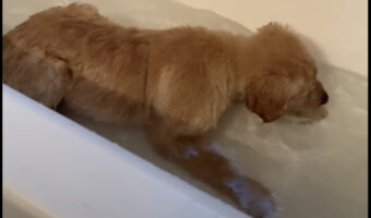 はじめてのお風呂に子犬は・・大はしゃぎ!楽しそうにバスタブ内で跳ね回っています!!【アメリカ・動画】