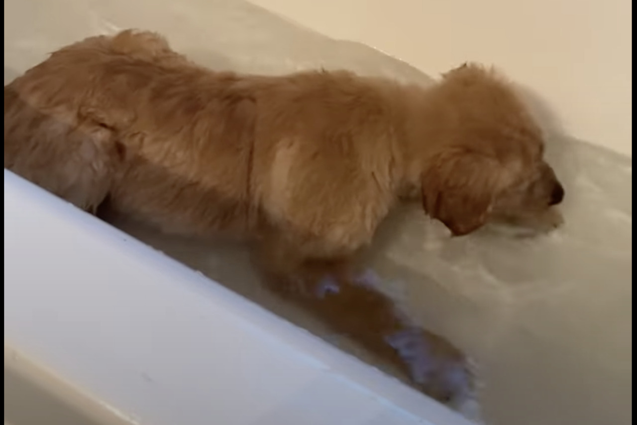 はじめてのお風呂に子犬は・・大はしゃぎ!楽しそうにバスタブ内で跳ね回っています!!【アメリカ・動画】