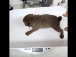 初めての健康診断を受ける子犬たち。体重を測って目の検査をして・・、注射にはみんなそれぞれのリアクションが！！