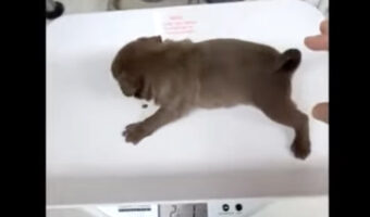 初めての健康診断を受ける子犬たち。体重を測って目の検査をして・・、注射にはみんなそれぞれのリアクションが！！