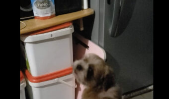 おやつの入ったパウチに向かって吠え立てるシーズー。おやつが欲しいにしては荒々しいですがもしかして・・??【海外・動画】
