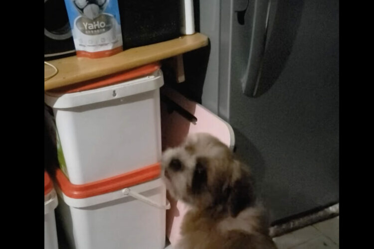 おやつの入ったパウチに向かって吠え立てるシーズー。おやつが欲しいにしては荒々しいですがもしかして・・？？【海外・動画】