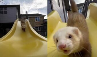 滑り台を大はしゃぎで楽しむフェレット。滑ってきた時に見せた正面からの表情が特に必見！！