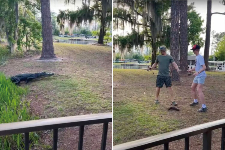 男の子がせっかっく釣った魚を目当てにワニが陸に上がってきた！危険を回避するため、せっかくの魚を水中に向かって投げますが・・