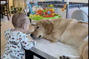 赤ちゃんは一緒に暮らすゴールデンレトリバーの子犬が大好き！お昼寝中の親友にキスのプレゼント！！