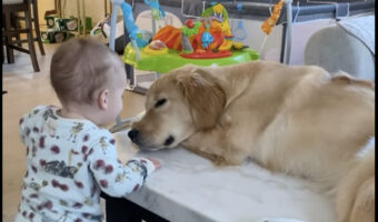 赤ちゃんは一緒に暮らすゴールデンレトリバーの子犬が大好き!お昼寝中の親友にキスのプレゼント!!