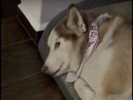 ママさんとパパさん相手でリアクションが全く異なるハスキー犬。パパさんがおててをつないでくると歯をむき出しにしますが、ママさんがおててを握ると・・