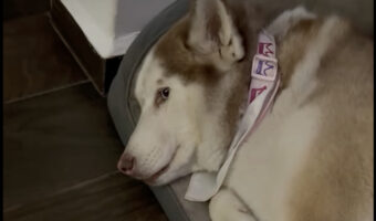 ママさんとパパさん相手でリアクションが全く異なるハスキー犬。パパさんがおててをつないでくると歯をむき出しにしますが、ママさんがおててを握ると・・