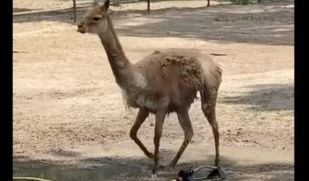 放水機の前を陣取るアルパカ。日差しの強いこの日はシャワーを浴びて涼みたいみたい！！