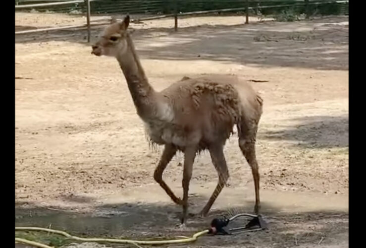 放水機の前を陣取るアルパカ。日差しの強いこの日はシャワーを浴びて涼みたいみたい！！