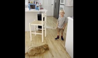 子犬に「おすわり」や「待て」を教える幼い男の子。仲良しなふたりはとても楽しそう!!