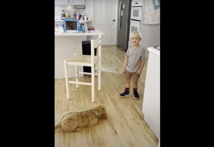 子犬に「おすわり」や「待て」を教える幼い男の子。仲良しなふたりはとても楽しそう！！