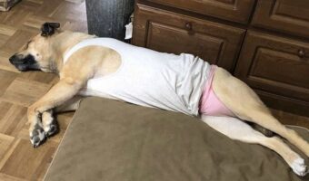 オムツを履いてタンクトップを着用した愛犬が話題に!「安心してください。はいてますよ」を連想しちゃいました!