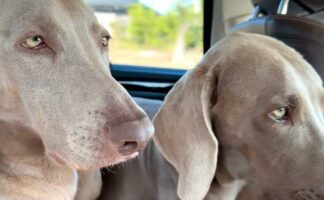 「パパが運転頑張ってるから、寝ないようにがん・・・ば・ろ・・・zzz」パパに気をつかって会話を聞いているふりを続ける犬たちが面白い！