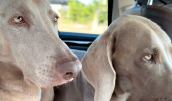 「パパが運転頑張ってるから、寝ないようにがん・・・ば・ろ・・・zzz」パパに気をつかって会話を聞いているふりを続ける犬たちが面白い！