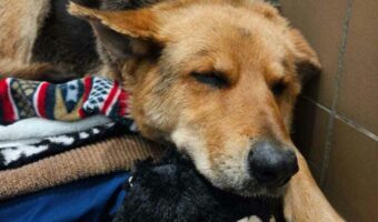 ボロボロになったぬいぐるみが心の支え・・・飼い主さんが急死し、路上をさまよい続ける犬の姿に胸が苦しくなる