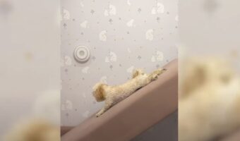 持ち上げてもらったソファーパッドを滑り台にする子犬。楽しそうなその姿に家族みんな笑い声が上がります！！