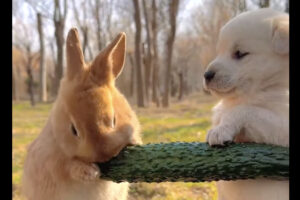 なんだかふたりともぬいぐるみみたいにかわいい！ズッキーニをもぐもぐするウサギとそれを見守る子犬