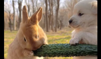 なんだかふたりともぬいぐるみみたいにかわいい!ズッキーニをもぐもぐするウサギとそれを見守る子犬