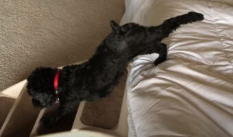 小型犬のモーニーングルーティーンが愛らしい！まるでヨガストレッチをしているみたい！！【アメリカ・動画】