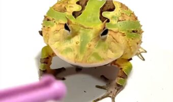 「ちょっとそこのゴミ取るからどいて〜」カエルの下にあったゴミをとろうとしたら、よけ方が予想外だった！