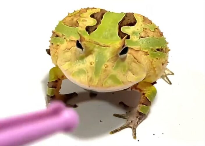 「ちょっとそこのゴミ取るからどいて〜」カエルの下にあったゴミをとろうとしたら、よけ方が予想外だった！