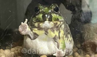 飼い主さんをガン見しながら、ピースサインをするカエルが可愛すぎる！「むしろジャンケンしてたかも？！」など多くの反響