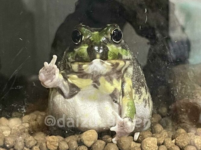 飼い主さんをガン見しながら、ピースサインをするカエルが可愛すぎる！「むしろジャンケンしてたかも？！」など多くの反響