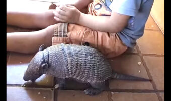 仲良しなお友達におやつを用意する男の子。その親友はアルマジロです！！【海外・動画】