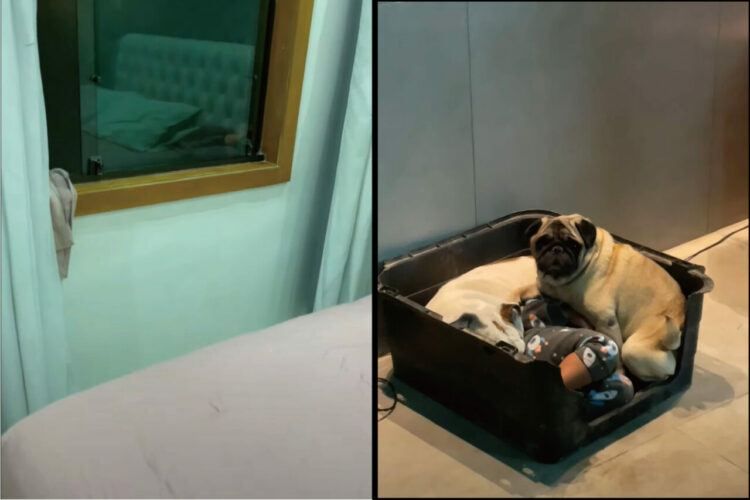 大変ベッドで寝ていたはずの男の子がいない！！どこに行ったと捜索したところ・・、大好きな愛犬たちと一緒に寝たかったみたい