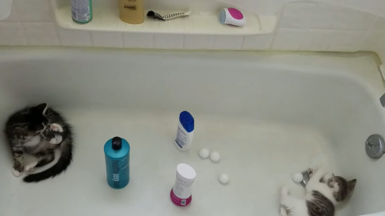 ボール遊びを満喫する子猫たち。プレイエリアになっているその場所は・・水を抜いたバスタブです！！【アメリカ・動画】