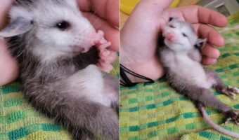 ごはんをたくさん食べて満足気なオポッサムの赤ちゃん。おててを舐めてキレイにしたり、顔をクシクシするのがもうとってもかわいい!!