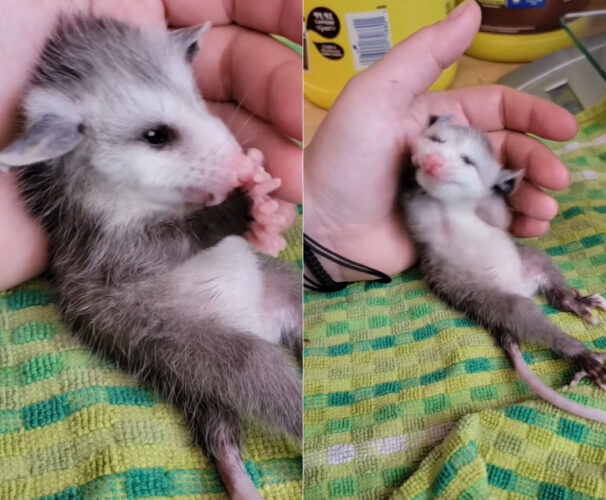 ごはんをたくさん食べて満足気なオポッサムの赤ちゃん。おててを舐めてキレイにしたり、顔をクシクシするのがもうとってもかわいい！！